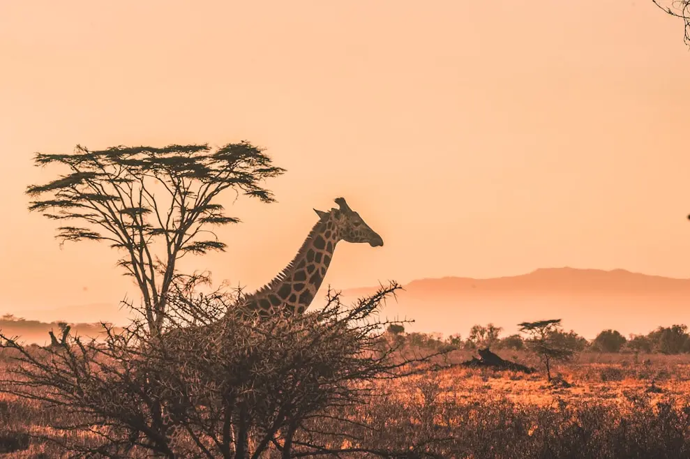 Afrika