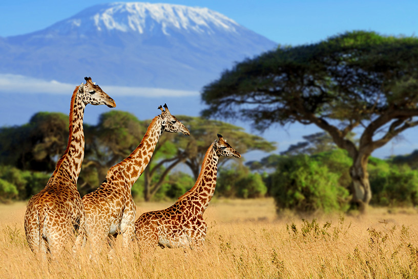 Afrika